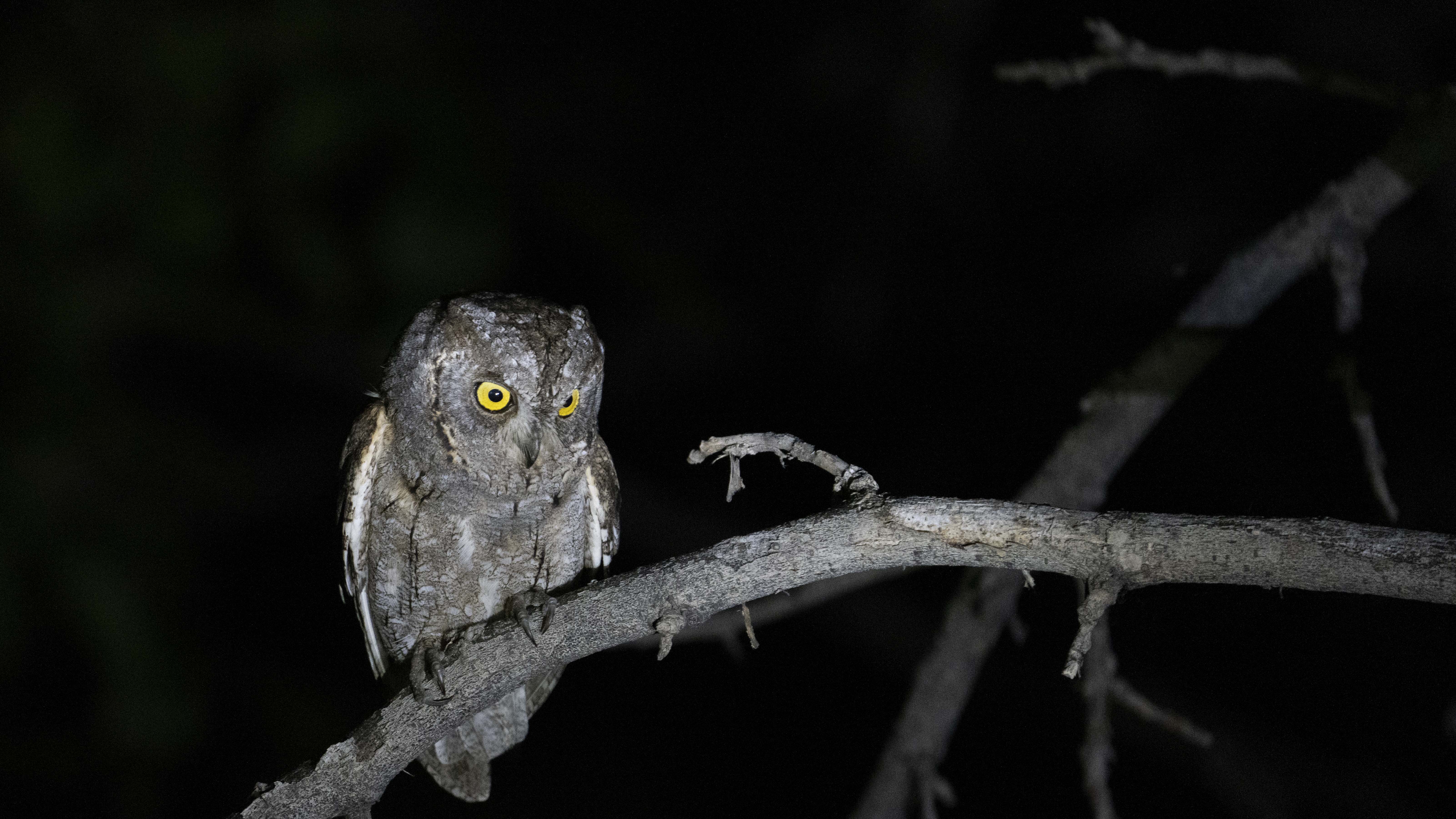 Eurasian Scops-Owl